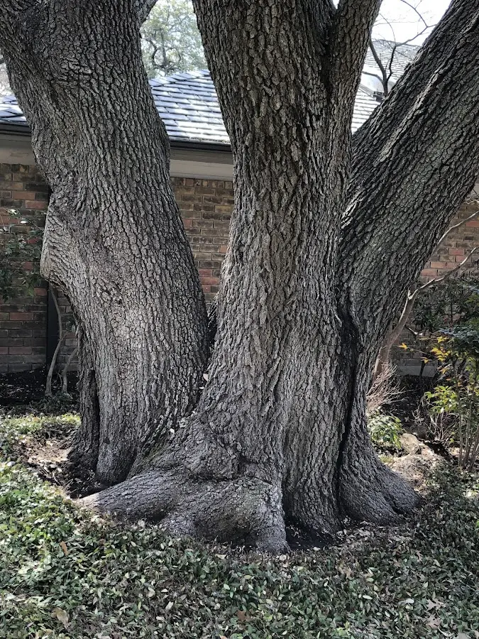 Mature heritage tree close to a Natrona Heights property cared for by certified arborists